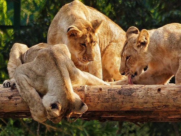 Home- Satatue of Unity Guide jungle safari park (1)